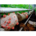 Мицелий Вешенки розовой / Розовый фламинго (Pleurotus djamor) Мицелий Вешенки розовой / Розовый фламинго (Pleurotus djamor)